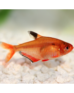 Serpae Tetra