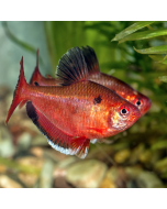 Serpae Tetra - Longfin