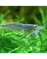 Amano Shrimp