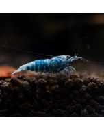 Amano Shrimp