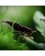 Black Phantom Shrimp