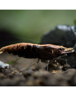 Chocolate Shrimp