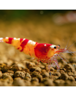 Red & White Crystal Shrimp