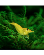 Amano Shrimp