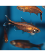 Silvertip Tetra