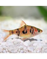 Tiger Barb