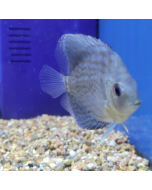 Leopard Snakeskin Discus ~2.5"