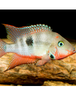 Tiger Barb