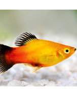 Sunburst Platy