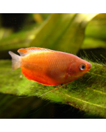 Dwarf Sunset Gourami