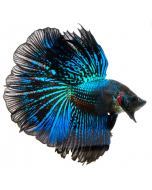 Male Super Delta Dragon Scale Betta