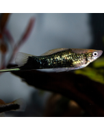 Black Swordtail