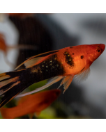 Red Lyretail Swordtail 