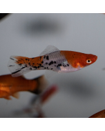 Tricolour Swordtail