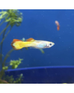 Guppy - Tequila Sunrise Male