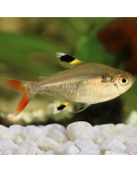 Pristella Tetra