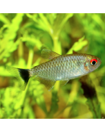 Red Eye Tetra