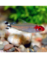 Rummy Nose Tetra