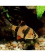 Tiger Barb