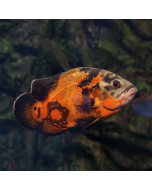 Tiger Barb