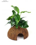 Tropica Coconut With Plant