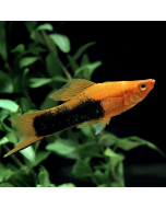 Red Tuxedo Swordtail