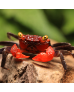 Vampire Crab