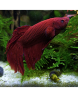 Male Veil Tail Betta