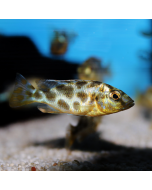 Venustus Cichlid ~2.0"