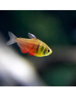 Von Rio Flame Tetra