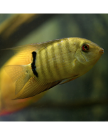 Tiger Barb