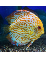 Chessboard Yellow Discus ~2.5"