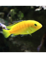 Electric Yellow Lab Cichlid ~1.5"