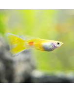 Guppy - Metallic Yellow Male