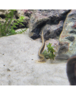 Zig Zag Spiny Eel ~2"