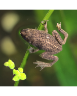 Aquatic Dwarf Frog