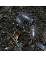 Isopod Culture - Dwarf Purple (Trichoniscus sp.)