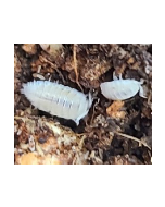 Isopod Culture - Dwarf White (T. tomentosa)