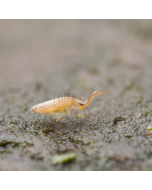 Springtail Culture - Tropical White (Collembola sp.)