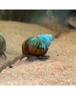 Japanese Trapdoor Snail