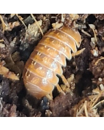 Isopod Culture - Tangerine (A. vulgare)